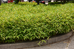 Dwarf Greenstripe Bamboo (Pleioblastus viridistriatus) at Lakeshore Garden Centres