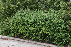 Mentor Barberry (Berberis x mentorensis) at Lakeshore Garden Centres
