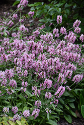 Pink Cotton Candy Betony (Stachys officinalis 'Pink Cotton Candy') at Lakeshore Garden Centres