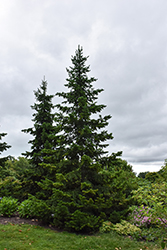 Siberian Fir (Abies sibirica) at Lakeshore Garden Centres