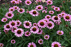 Pixie Meadowbrite Coneflower (Echinacea 'Pixie Meadowbrite') at Lakeshore Garden Centres