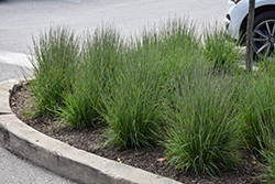 Smoke Signal Little Bluestem (Schizachyrium scoparium 'Smoke Signal') at Lakeshore Garden Centres