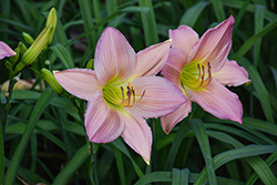 Pink Lavender Appeal Daylily (Hemerocallis 'Pink Lavender Appeal') at Lakeshore Garden Centres