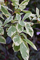 Sheri's Cloud Black Gum (Nyssa sylvatica 'Sheri's Cloud') at Lakeshore Garden Centres
