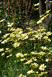 Full Moon Tickseed (Coreopsis 'Full Moon') at Lakeshore Garden Centres