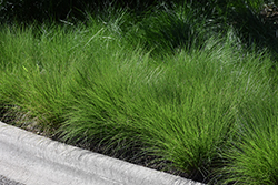 Tara Dropseed (Sporobolus heterolepis 'Tara') at Lakeshore Garden Centres
