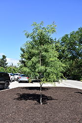 Northern Sentinel Honeylocust (Gleditsia triacanthos 'JFS GMorgenson1') at Lakeshore Garden Centres