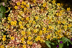 Molten Lava Shamrock (Oxalis vulcanicola 'Molten Lava') at Lakeshore Garden Centres
