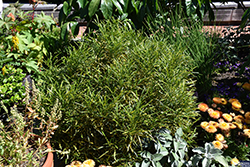 Gold Dust Narrow Leaf Croton (Codiaeum variegatum 'Punctatum Aureum') at Lakeshore Garden Centres