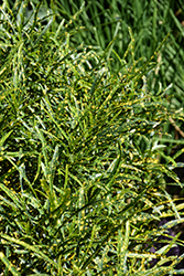 Gold Dust Narrow Leaf Croton (Codiaeum variegatum 'Punctatum Aureum') at Lakeshore Garden Centres