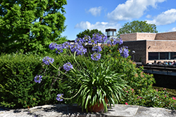 African Lily (Agapanthus africanus) at Lakeshore Garden Centres