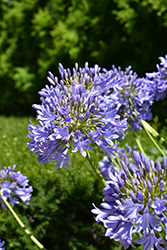 African Lily (Agapanthus africanus) at Lakeshore Garden Centres