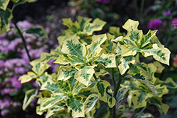Japanese Poinsettia (Euphorbia heterophylla 'Variegata') at Lakeshore Garden Centres