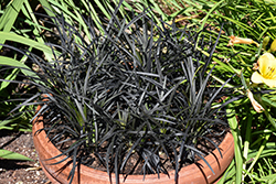 Black Mondo Grass (Ophiopogon planiscapus 'Nigrescens') at Lakeshore Garden Centres