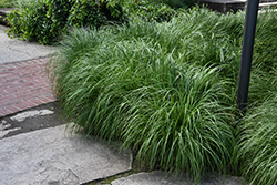 Fountain Grass (Pennisetum alopecuroides) at Lakeshore Garden Centres