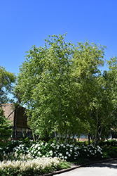 Whitespire Senior Birch (Betula populifolia 'Whitespire Senior') at Lakeshore Garden Centres