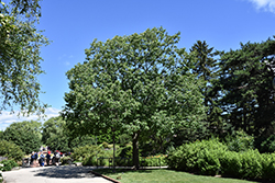 Swamp Chestnut Oak (Quercus michauxii) at Lakeshore Garden Centres