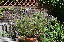 Winnifred Gilman Sage (Salvia clevelandii 'Winnifred Gilman') at Lakeshore Garden Centres