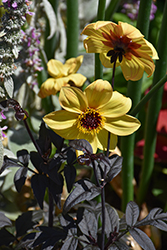 Mystic Illusion Dahlia (Dahlia 'Knockout') at Lakeshore Garden Centres