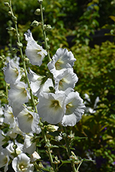 Polarstar Hollyhock (Alcea rosea 'Polarstar') at Lakeshore Garden Centres