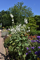 Polarstar Hollyhock (Alcea rosea 'Polarstar') at Lakeshore Garden Centres
