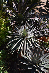 Man of Steel Mangave (Mangave 'Man of Steel') at Lakeshore Garden Centres