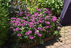 Pardon My Purple Beebalm (Monarda didyma 'Pardon My Purple') at Lakeshore Garden Centres