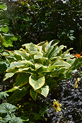Axminster Gold Russian Comfrey (Symphytum x uplandicum 'Axminster Gold') at Lakeshore Garden Centres