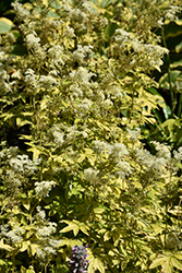 Golden Queen Of The Meadow (Filipendula ulmaria 'Aurea') at Lakeshore Garden Centres