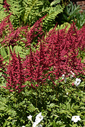 Red Sentinel Astilbe (Astilbe x arendsii 'Red Sentinel') at Lakeshore Garden Centres