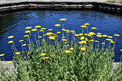 Coronation Gold Yarrow (Achillea 'Coronation Gold') at Lakeshore Garden Centres