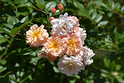 Ghislaine de Feligonde Rose (Rosa 'Ghislaine de Feligonde') at Lakeshore Garden Centres