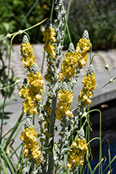 Arctic Summer Turkish Mullein (Verbascum bombyciferum 'Arctic Summer') at Lakeshore Garden Centres