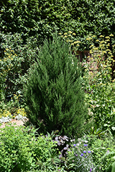Hillspire Redcedar (Juniperus virginiana 'Hillspire') at Lakeshore Garden Centres
