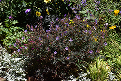 Dark Reiter Cranesbill (Geranium 'Dark Reiter') at Lakeshore Garden Centres