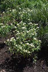 Ice Ballet Milkweed (Asclepias incarnata 'Ice Ballet') at Lakeshore Garden Centres