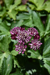 Abbey Road Masterwort (Astrantia major 'Abbey Road') at Lakeshore Garden Centres
