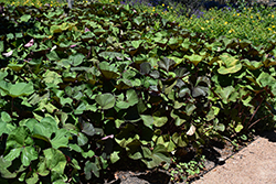 Desdemona Rayflower (Ligularia dentata 'Desdemona') at Lakeshore Garden Centres