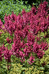 Mighty Red Quin Chinese Astilbe (Astilbe chinensis 'Mighty Red Quin') at Lakeshore Garden Centres