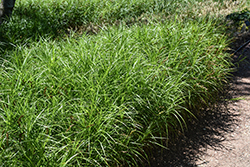Palm Sedge (Carex muskingumensis) at Lakeshore Garden Centres