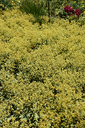 Lady's Mantle (Alchemilla mollis) at Lakeshore Garden Centres