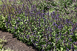 Neptune Catmint (Nepeta kubanica 'Bokratune') at Lakeshore Garden Centres