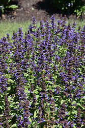 Neptune Catmint (Nepeta kubanica 'Bokratune') at Lakeshore Garden Centres