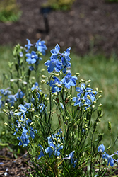 Hunky Dory&Trade; Sky Blue Delphinium (Delphinium grandiflorum 'Hunky Dory Sky Blue') at Lakeshore Garden Centres