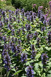 Prelude Blue Catmint (Nepeta subsessilis 'Balneplud') at Lakeshore Garden Centres
