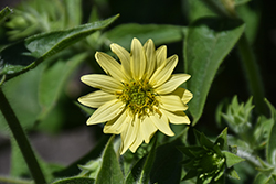 Mohr's Rosinweed (Silphium mohrii) at Lakeshore Garden Centres
