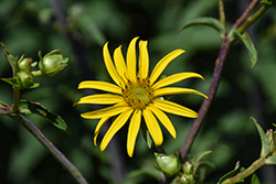 Whorled Rosinweed (Silphium trifoliatum) at Lakeshore Garden Centres