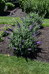 Monarch Blue Knight Butterfly Bush (Buddleia 'Blue Knight') at Lakeshore Garden Centres