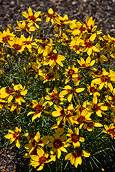 Designer Threads Golden Needles Tickseed (Coreopsis verticillata 'Golden Needles') at Lakeshore Garden Centres