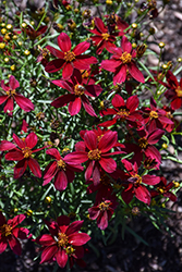 Designer Threads Scarlet Ribbons Tickseed (Coreopsis verticillata 'Scarlet Ribbons') at Lakeshore Garden Centres